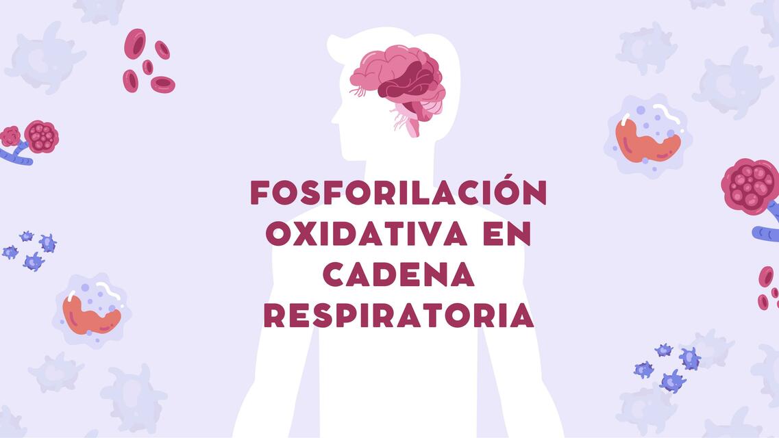 Fosforilación Oxidativa en Cadena Respiratoria 