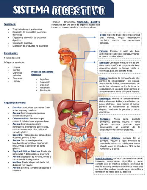 Sistema Digestivo 