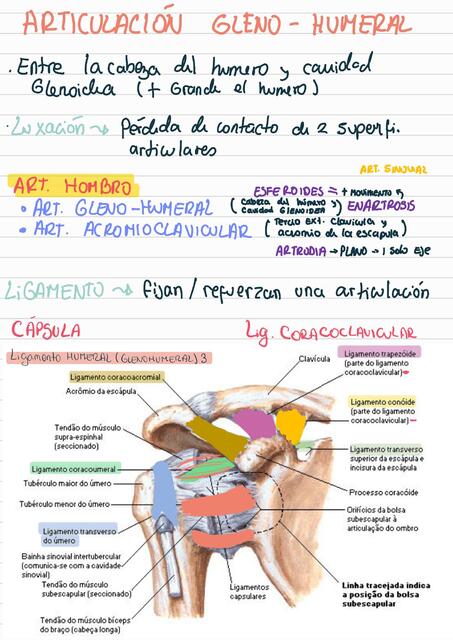 Articulación gleno- humeral 