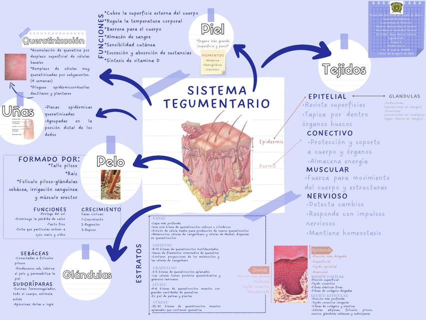 Tejido Tegumentario