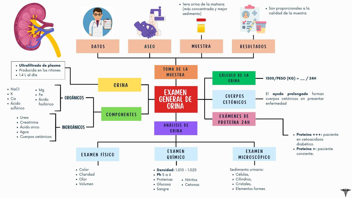 Examen General de Orina