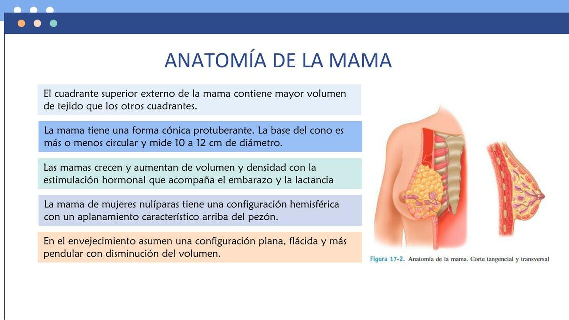 Anatomía de la Mama 