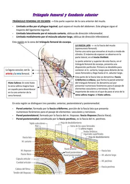 Triángulo femoral y Conducto aductor