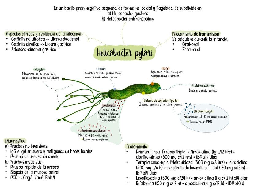 Helicobacter pylori