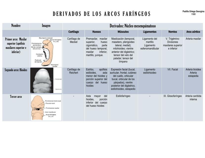 Derivados de los arcos faríngeos