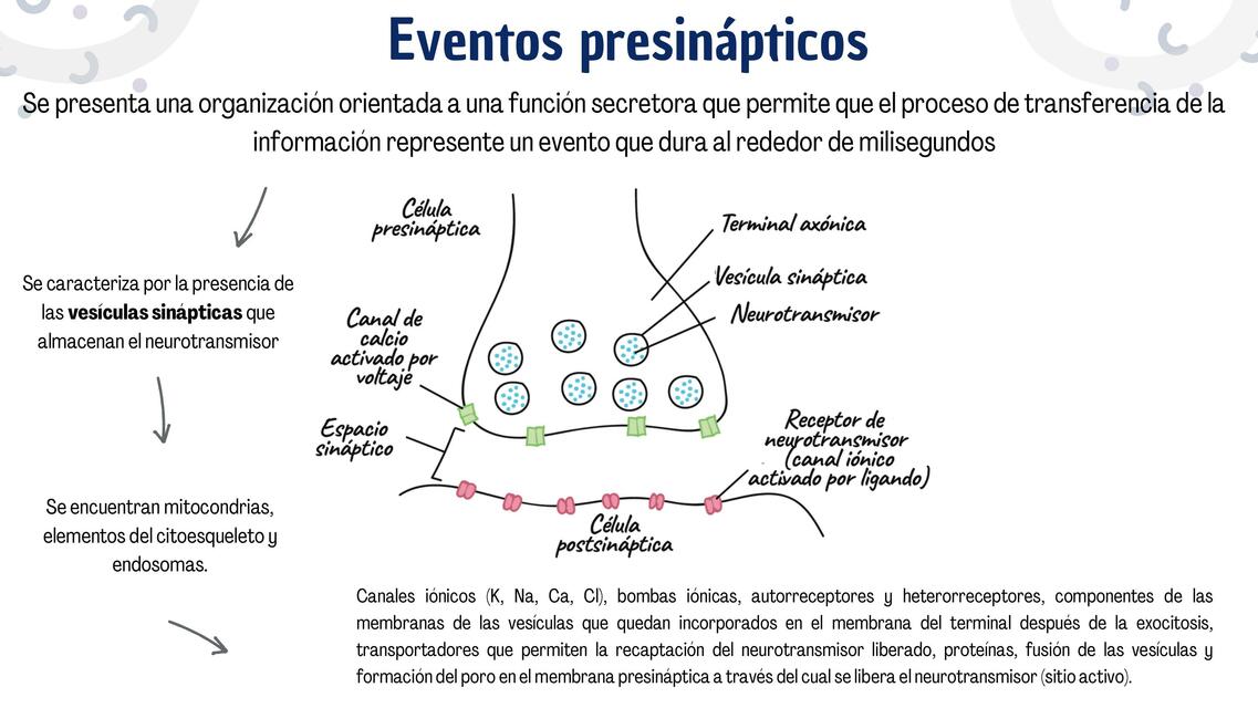 Eventos presinápticos