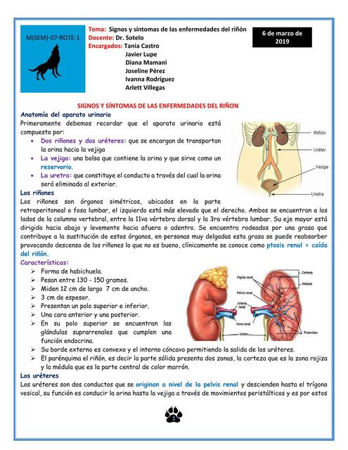 Signos y Síntomas de las Enfermedades del Riñón 