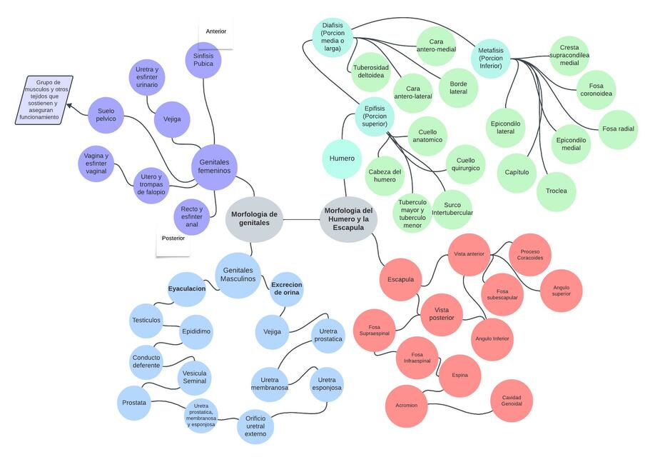 Mapa mental medicina