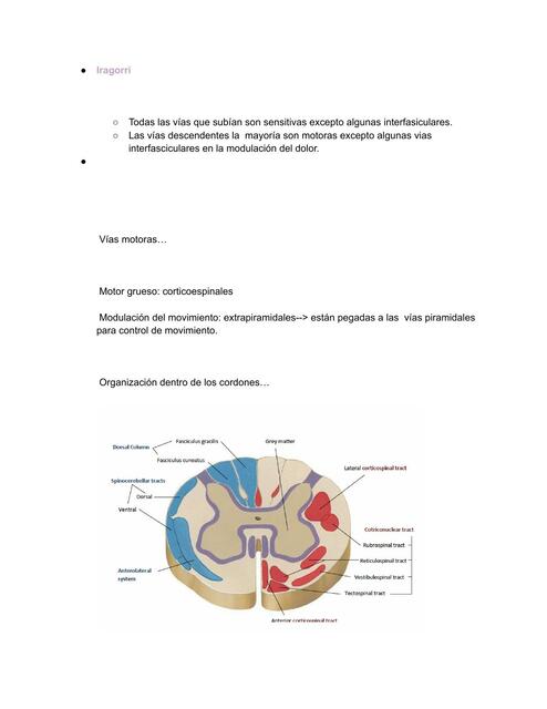 Vías descendentes de la médula espinal