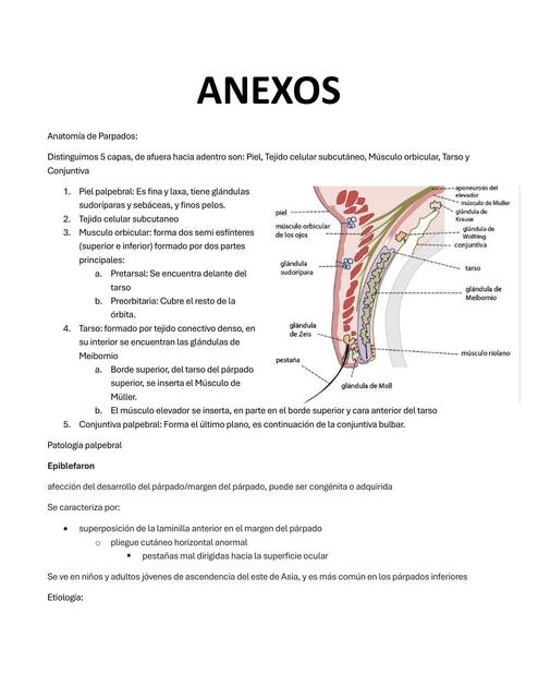 Patologías de los Anexos