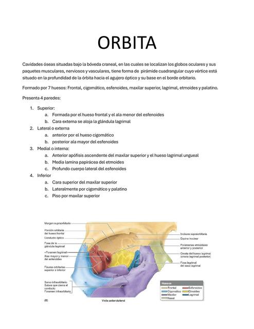 Órbita 