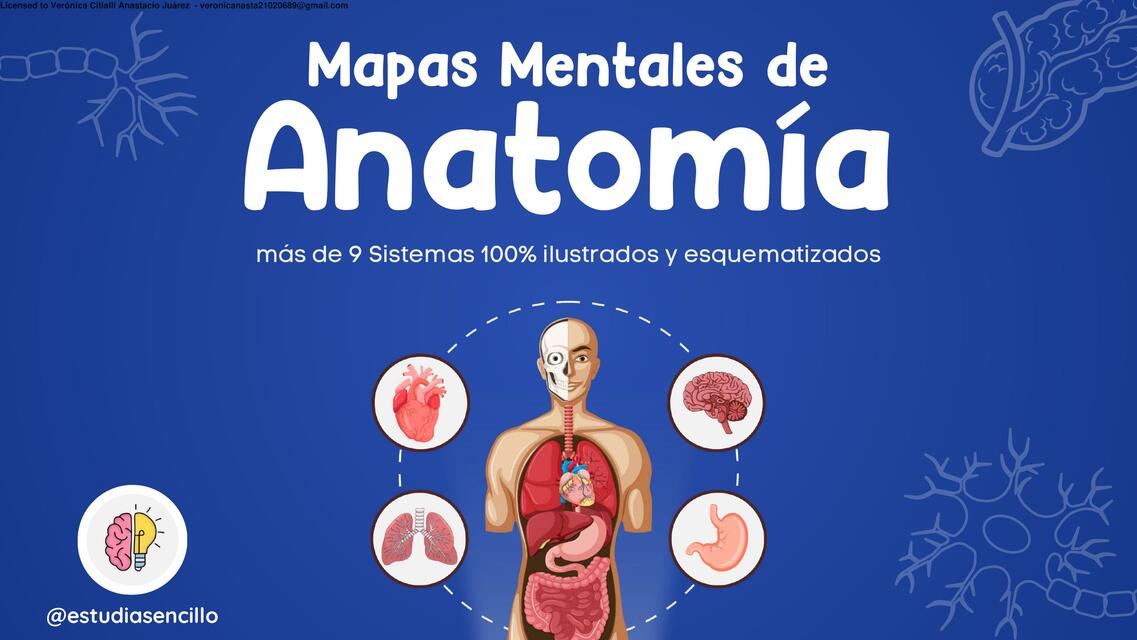 Mapas Mentales de Anatomía