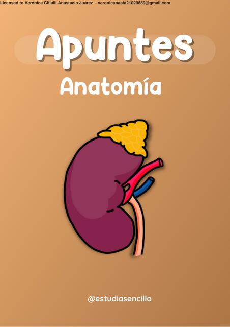 Apuntes de Anatomía estudia sencillo