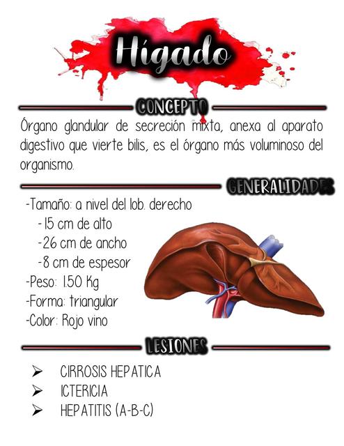 HÍGADO-ANATOMÍA HUMANA