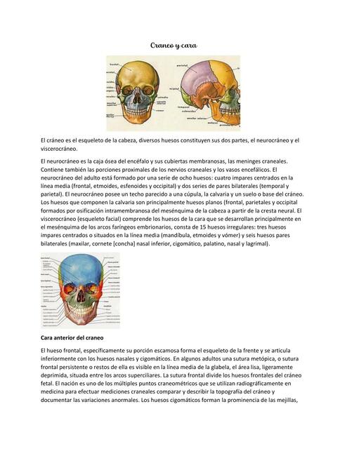 Cráneo y cara 