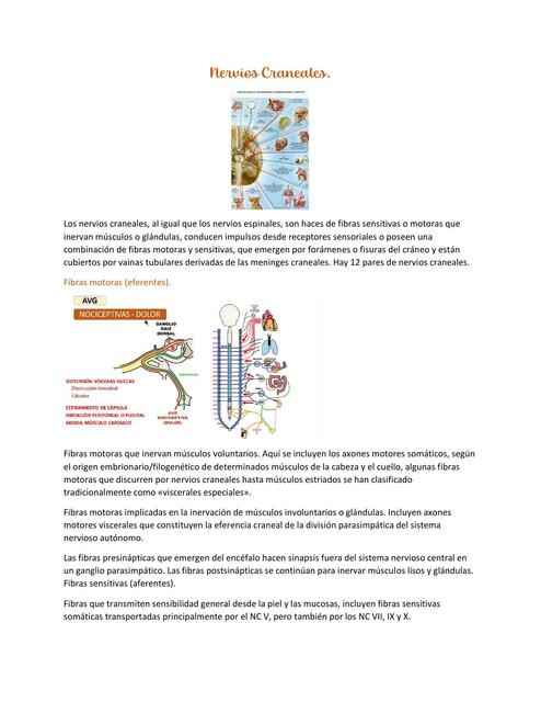 Nervios Craneales 