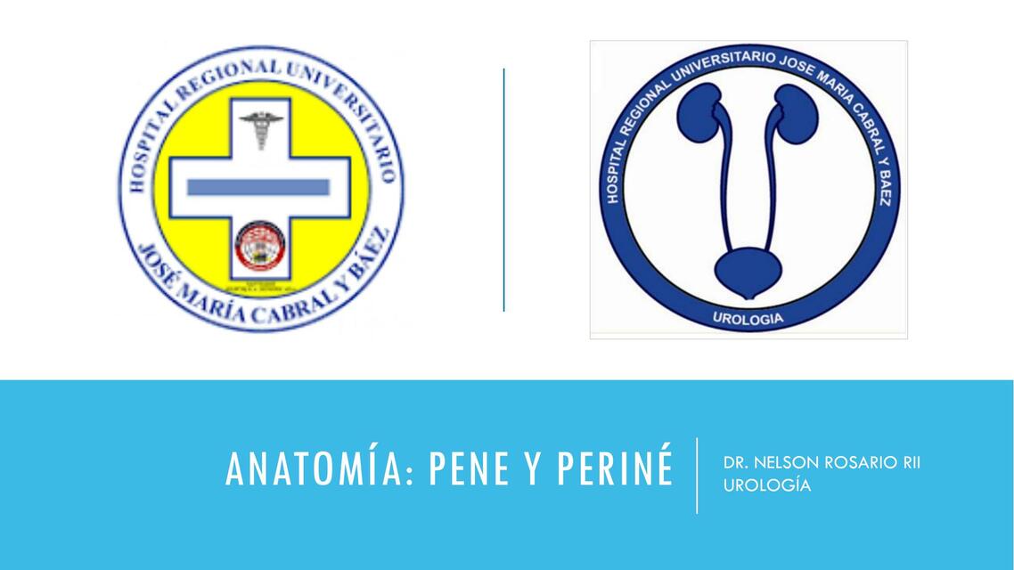 ANATOMIA PENE y PERINE