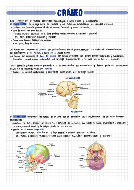 Cráneo 