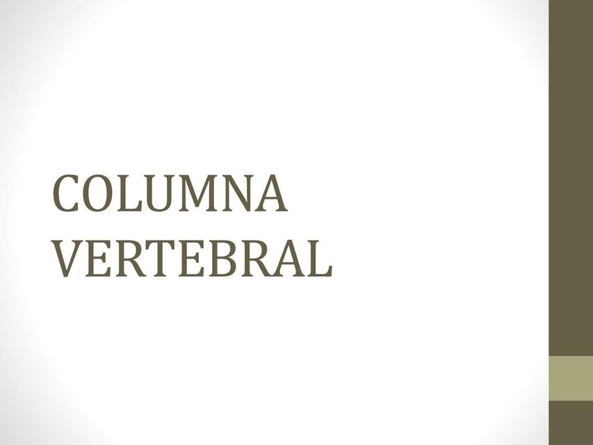 Columna vertebral 