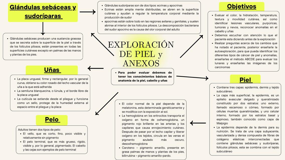 MAPA MENTAL EXPLORACIÓN DE PIEL ANEXOS CABEZA Y CUELLO