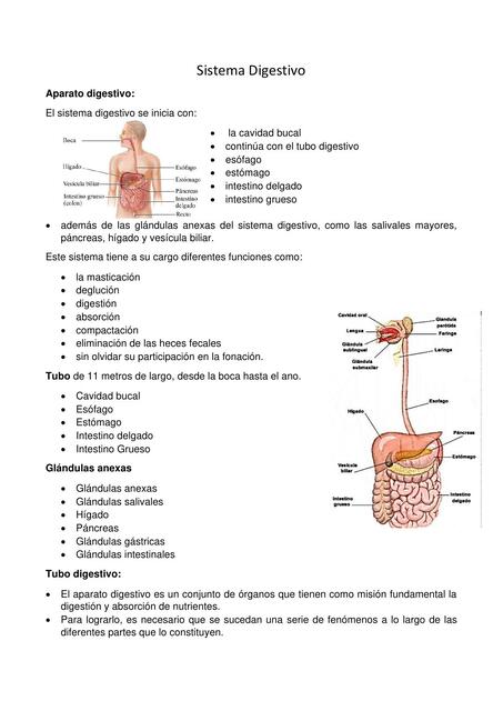 Sistema Digestivo 