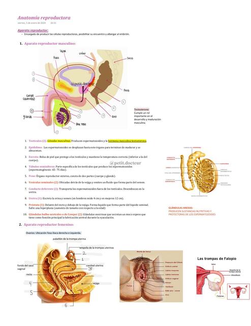 Anatomía reproductora masculina y femenina