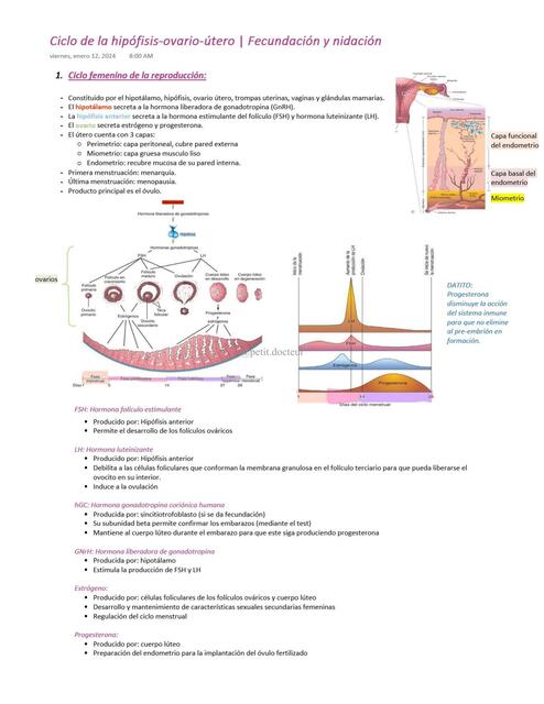 Ciclo hipófisis ovario útero y fecundación