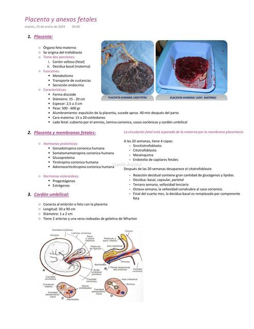 Placenta y Anexos Fetales