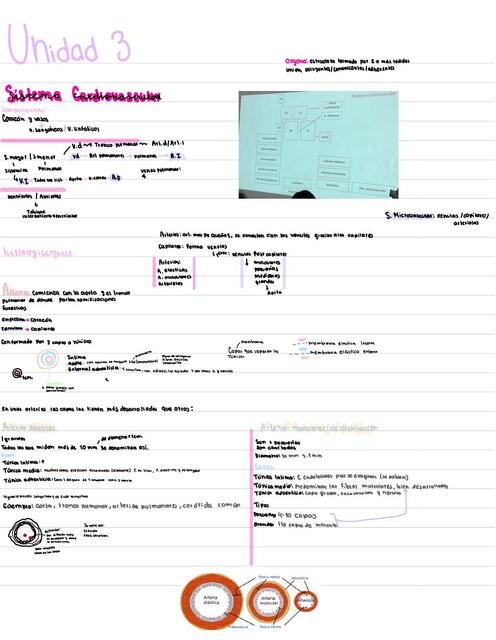 Sistema cardiovascular