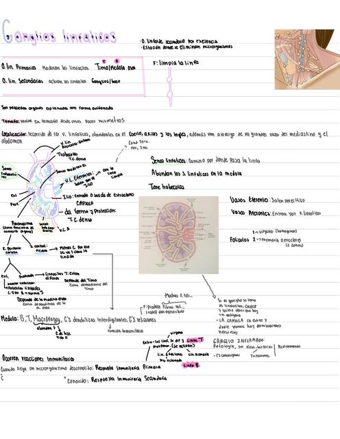 Ganglios Linfáticos 