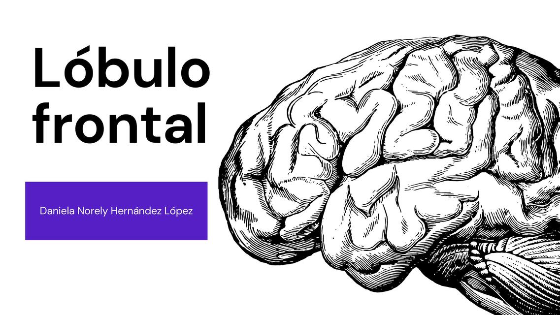 Lóbulo frontal | IOVANNY CRUZ OJEDA | uDocz