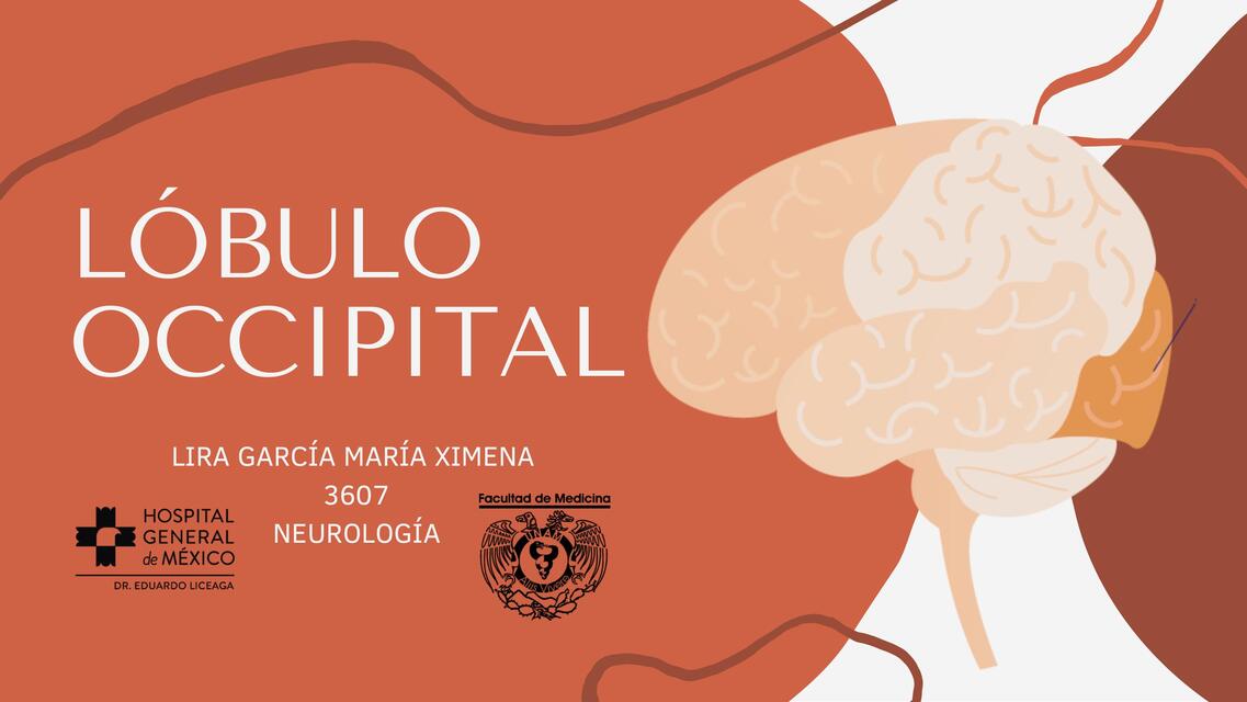 lóbulo occipital | IOVANNY CRUZ OJEDA | uDocz