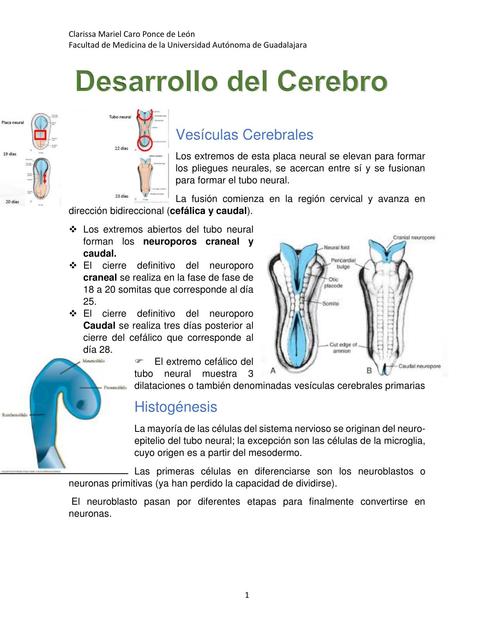 Desarrollo del Cerebro