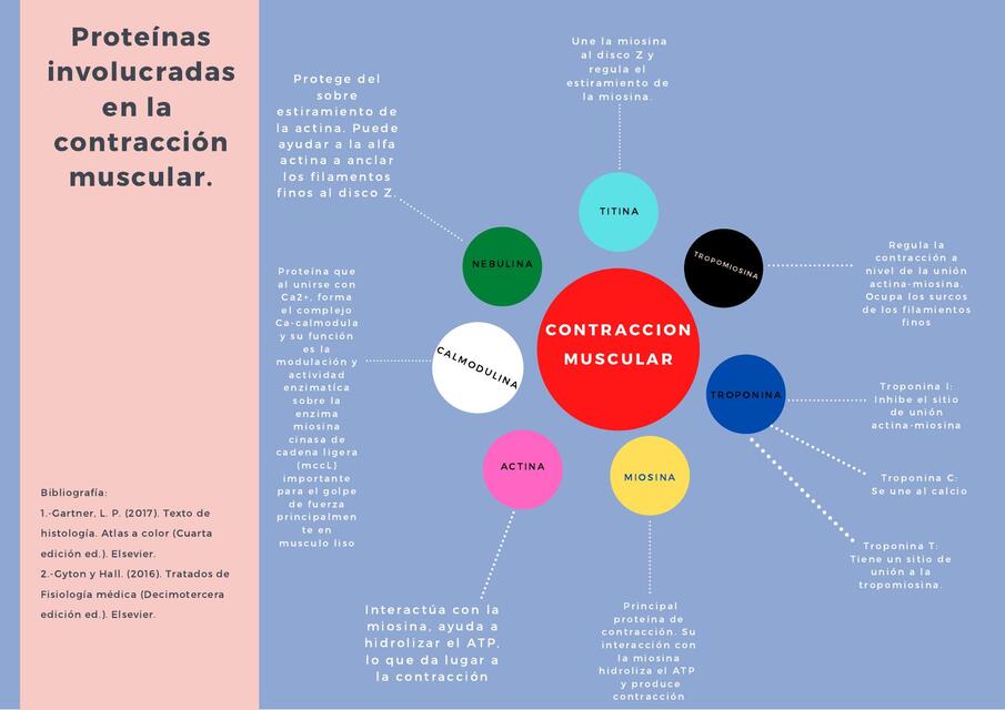 Proteínas de contracción muscular | Jessy González | uDocz