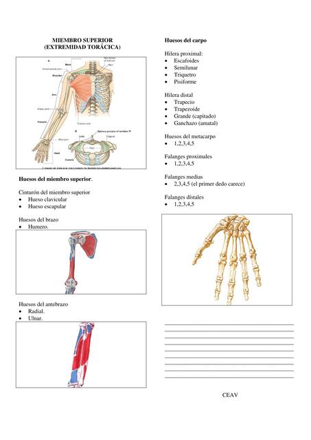 Huesos del Miembro Superior