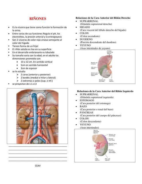 Anatomia. Riñones | Jessy González | uDocz