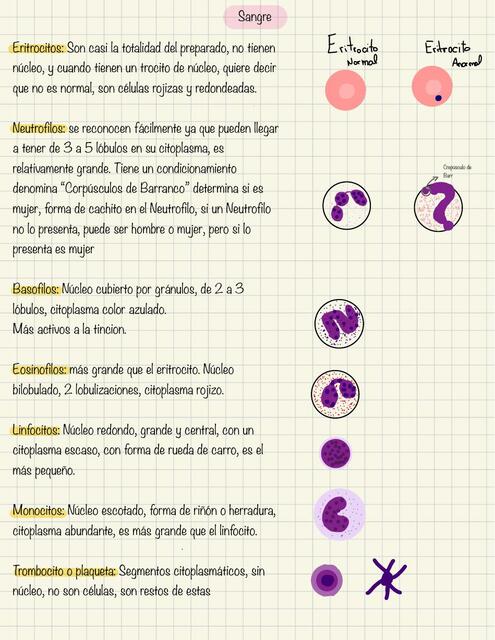 Sangre Y Sist Cardiovascular