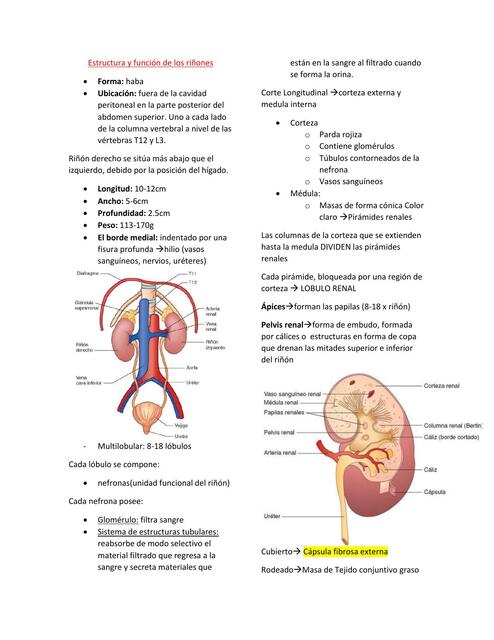 Estructura y función de los riñones | Marce | uDocz