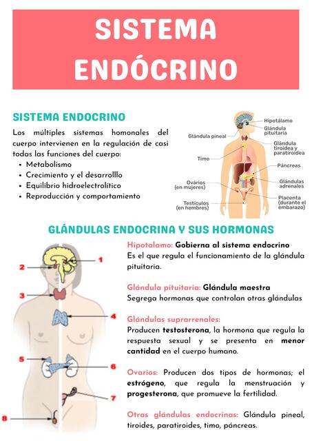 Sistema Endocrino  