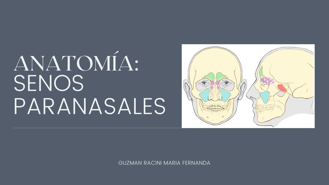 Anatomía de senos paranasales | IOVANNY CRUZ OJEDA | uDocz