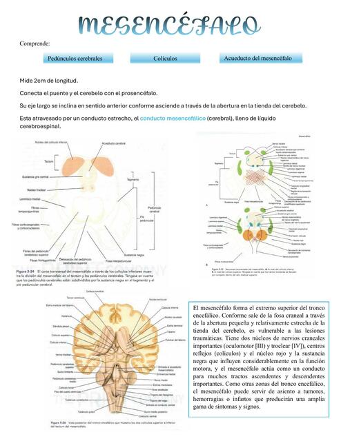 MESENCÉFALO | Jazmin | uDocz
