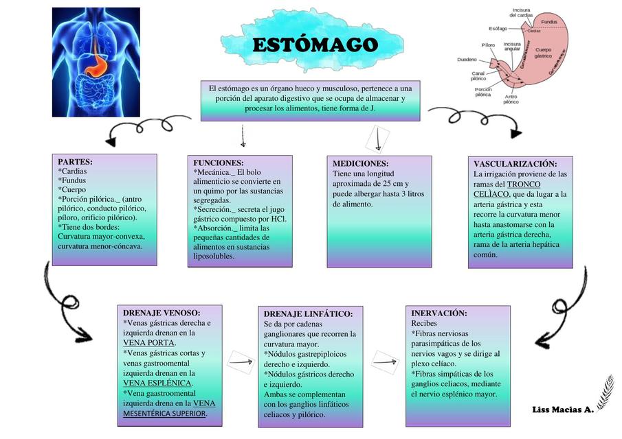 Morfofisiología del estómago