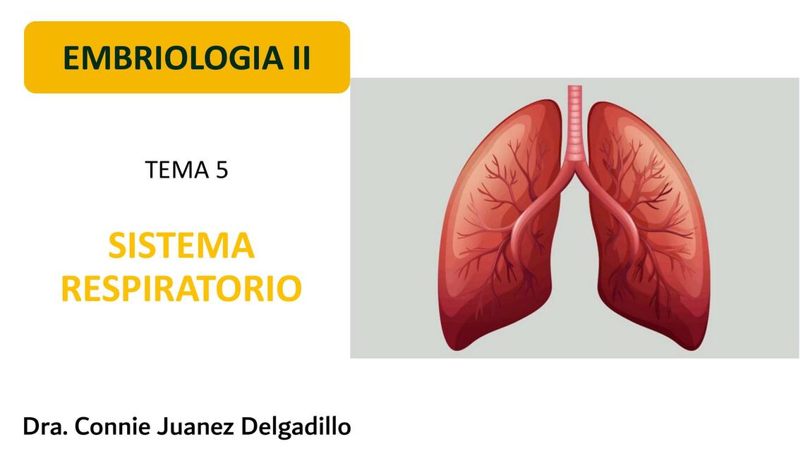 Sistema Respiratorio 