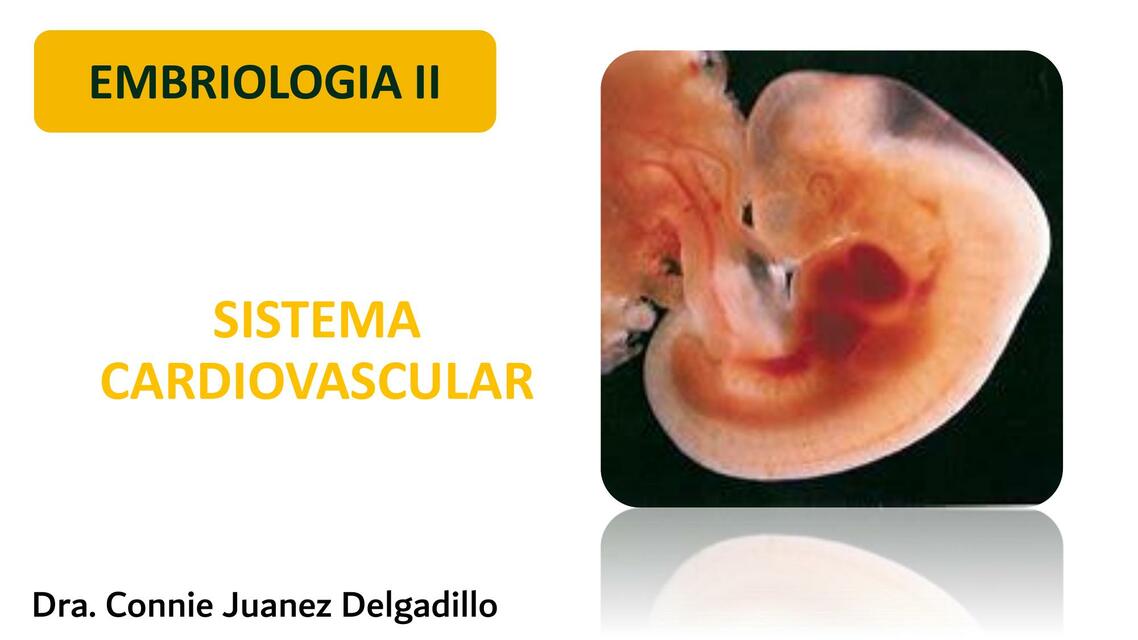 Sistema Cardiovascular 