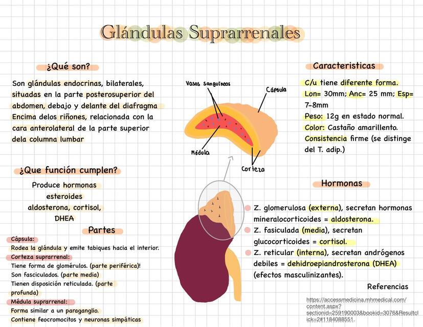 Glándulas suprarrenales