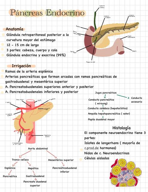 Páncreas Endocrino