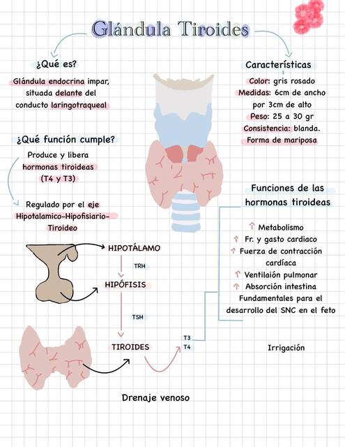 Glándula Tiroides 