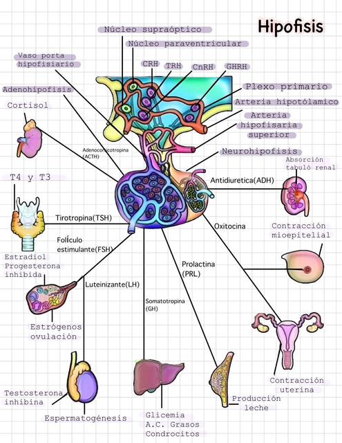 Hipófisis 