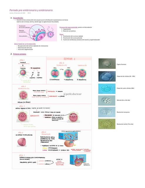 Periodo Pre Embrionario y Embrionario 