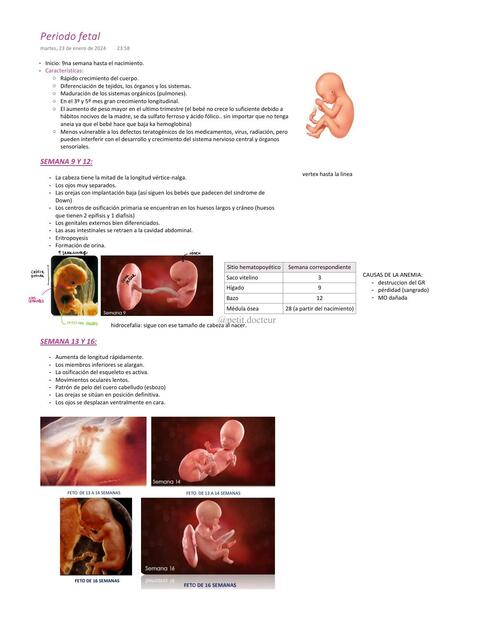 Periodo Fetal